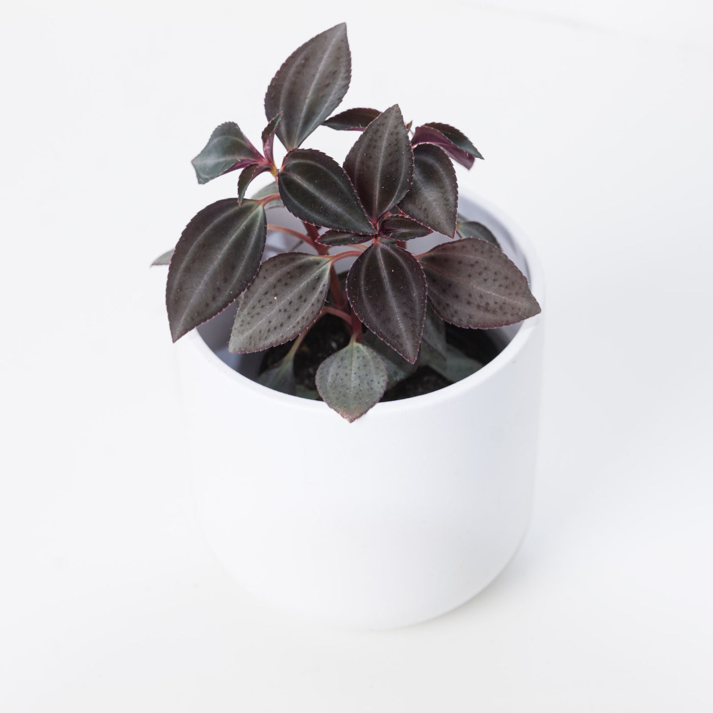 Arthrostemma parvifolium - House of Kojo