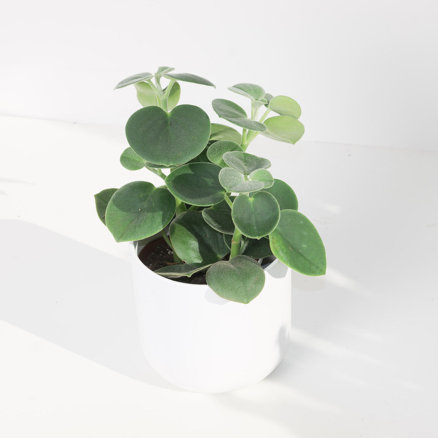 Peperomia incana - House of Kojo