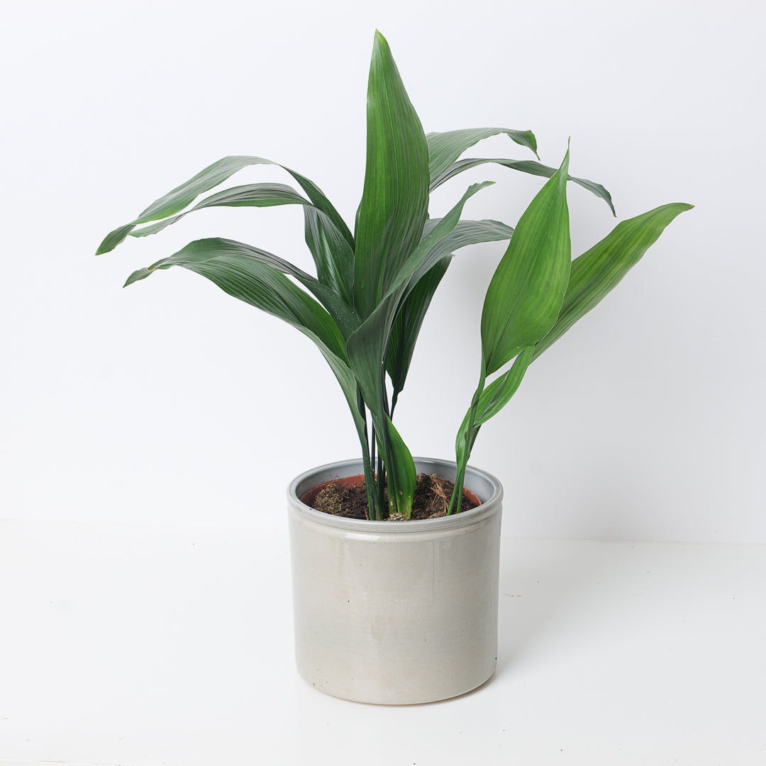 Aspidistra Elatior Cast Iron Plant