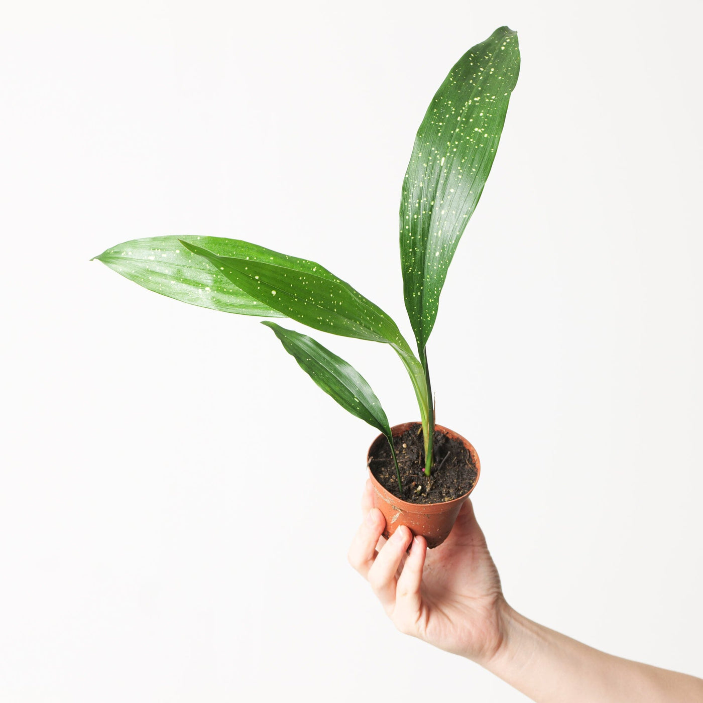 Aspidistra 'Milky Way' | Variegated Cast Iron Plant - House of Kojo