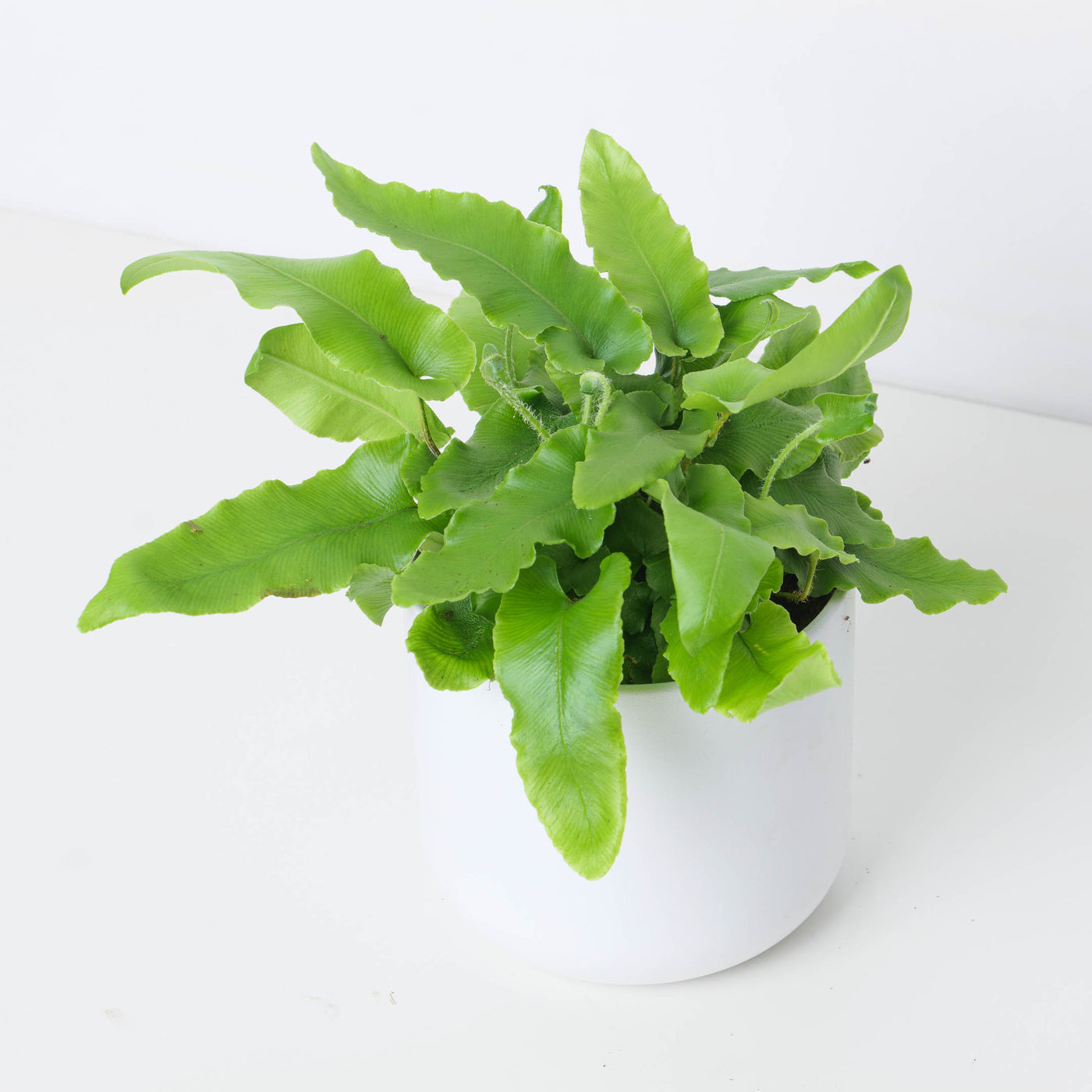 anthurium scolopendrium Asplenium scolopendrium