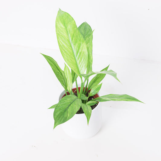 Spathiphyllum Aurea Variegated - House of Kojo