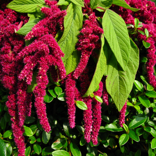 Amaranth 'Love Lies Bleeding' Seeds - House of Kojo
