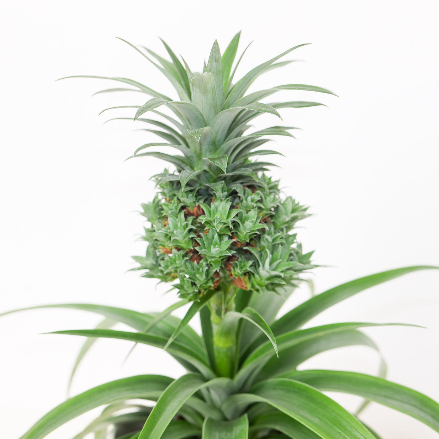Ananas Baby Boom | Pineapple Plant - House of Kojo
