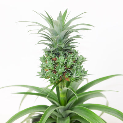 Ananas Baby Boom | Pineapple Plant - House of Kojo