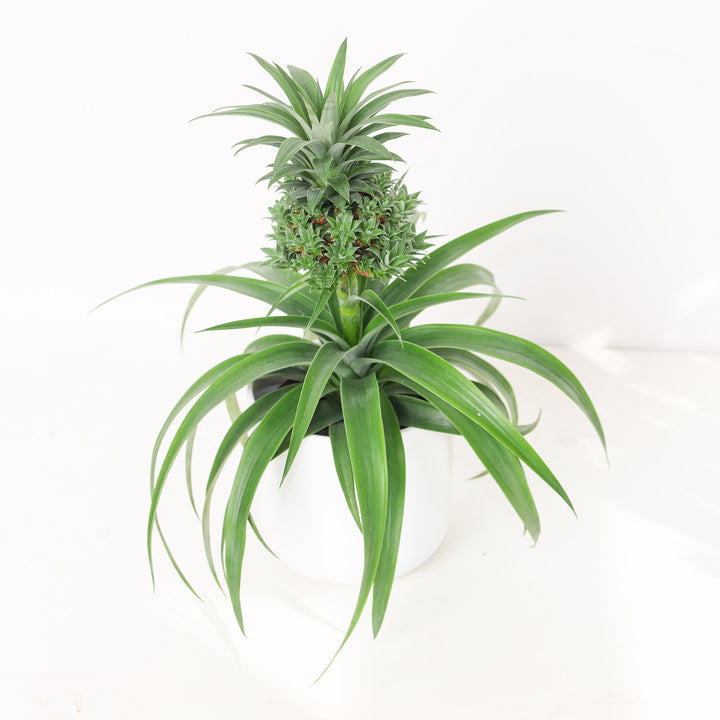 Ananas Baby Boom | Pineapple Plant | Indoor Plants and Accessories  House  of Kojo