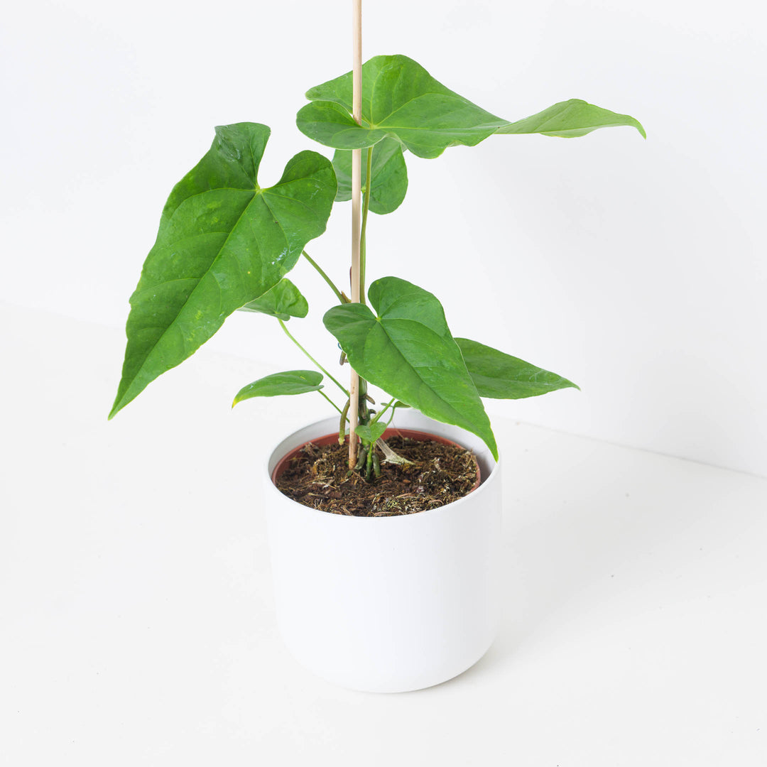 Anthurium balaoanum
