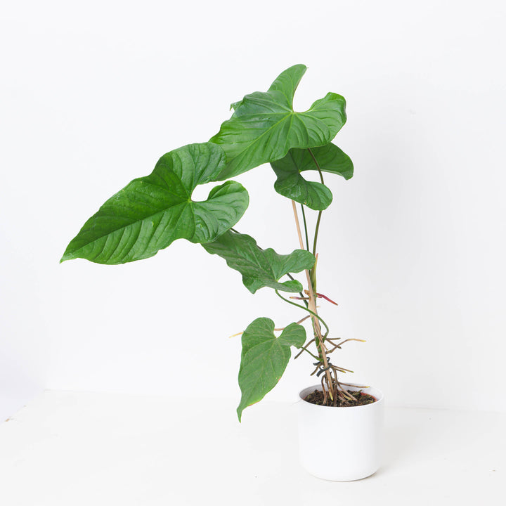 philodendron balaoanum Anthurium balaoanum