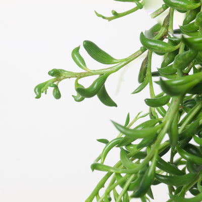 Senecio Radicans String of Bananas - House of Kojo