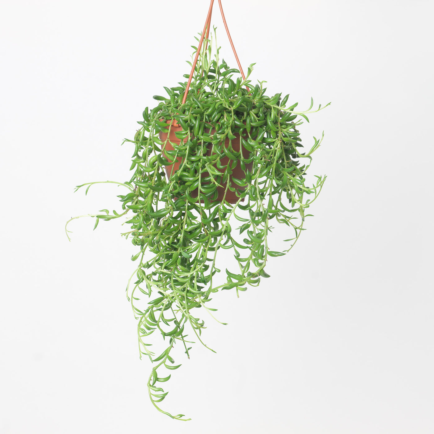 Senecio Radicans String of Bananas - House of Kojo