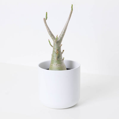 Adenium arabicum Baobab