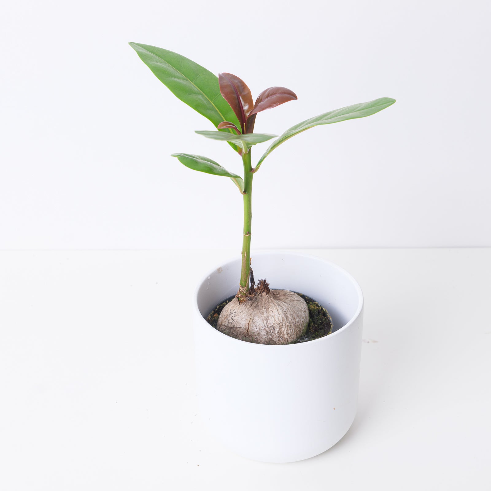 Barringtonia asiatica | Indoor Plants and Accessories – House of Kojo