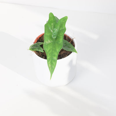 Alocasia nycteris 'Bat Wing' - House of Kojo