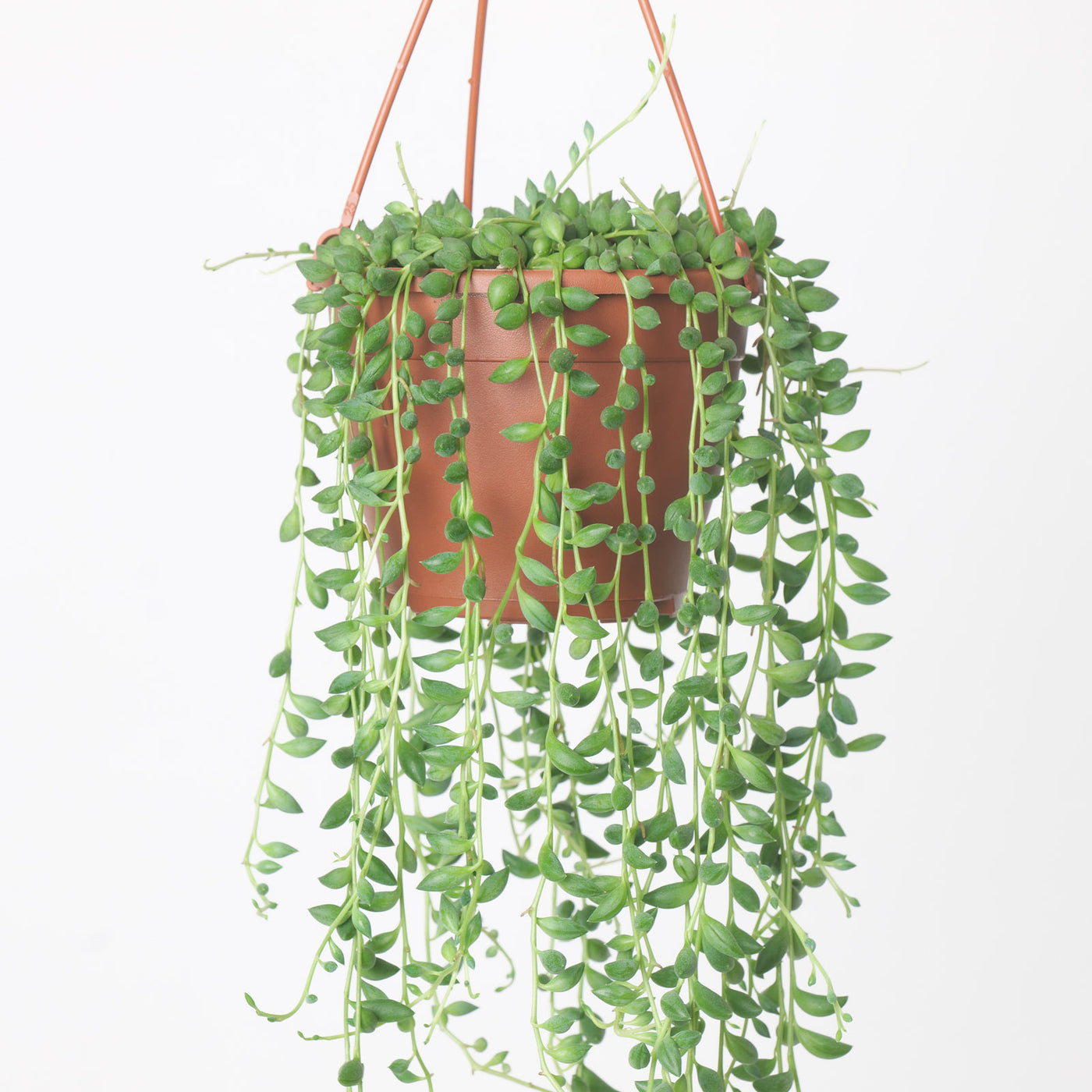 Senecio herreianus 'String of Beads' - House of Kojo