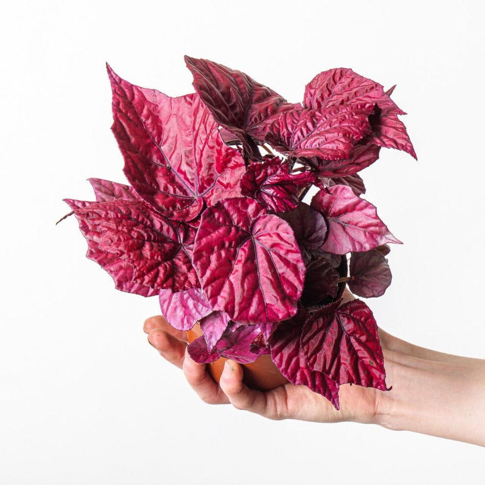 Begonia 'Inca Flame' - House of Kojo