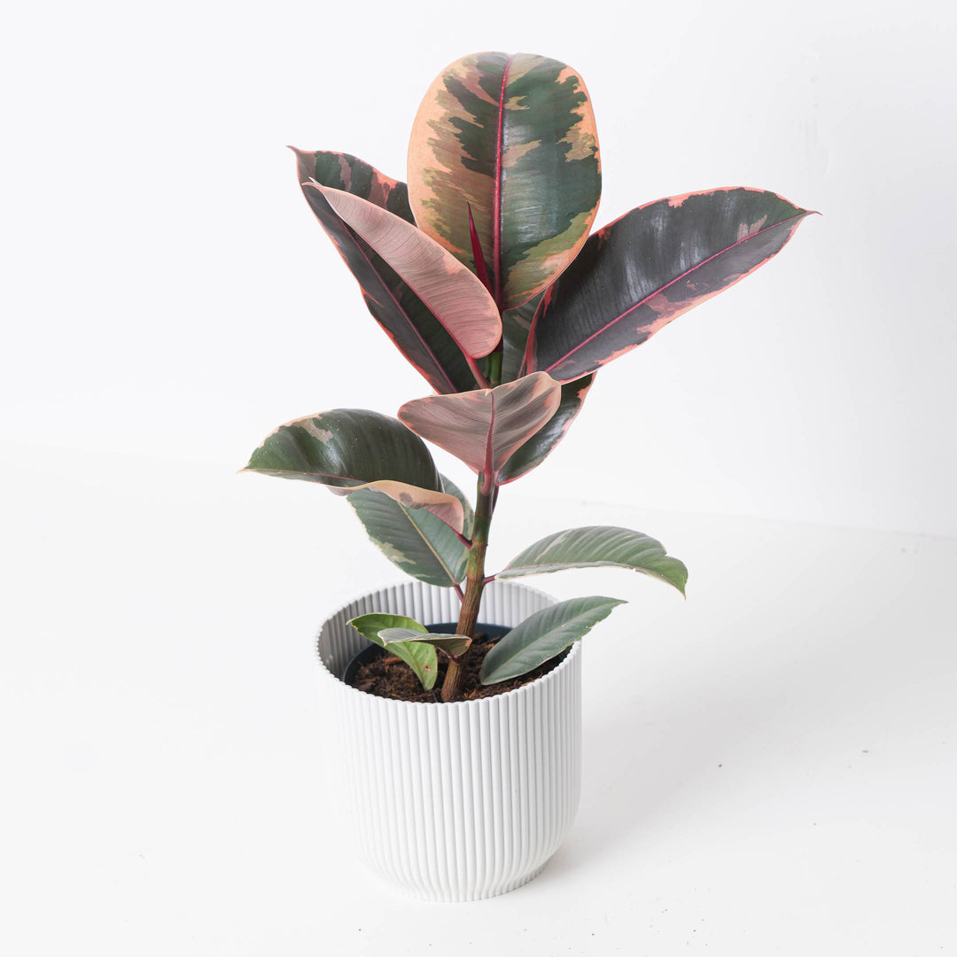 ruby zz plant Ficus Elastica Belize Ruby | Rubber Plant