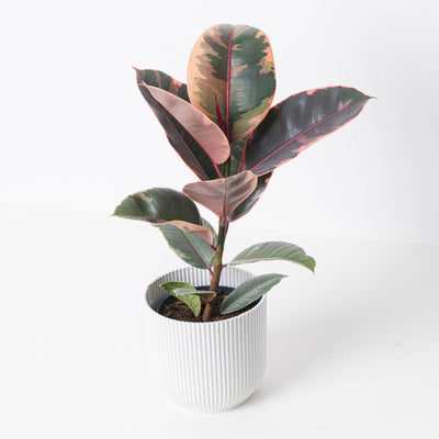 Ficus Elastica Belize Ruby | Rubber Plant - House of Kojo