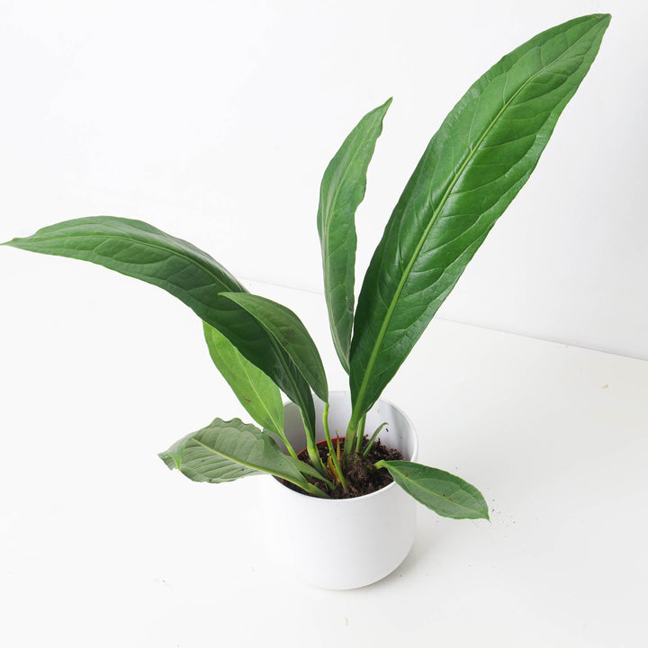 anthurium pendulifolium variegated Anthurium 'Big Bill' (A. cubense x pendulifolium)