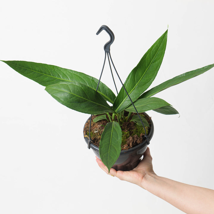 anthurium cubense Anthurium 'Big Bill' (A. cubense x pendulifolium)