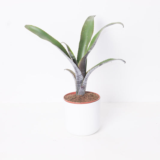 Billbergia vittata - House of Kojo