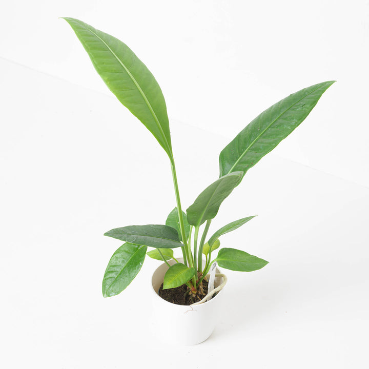 birds nest anthurium price Anthurium sp. Birdsnest