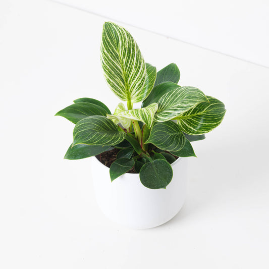 Philodendron Birkin - House of Kojo