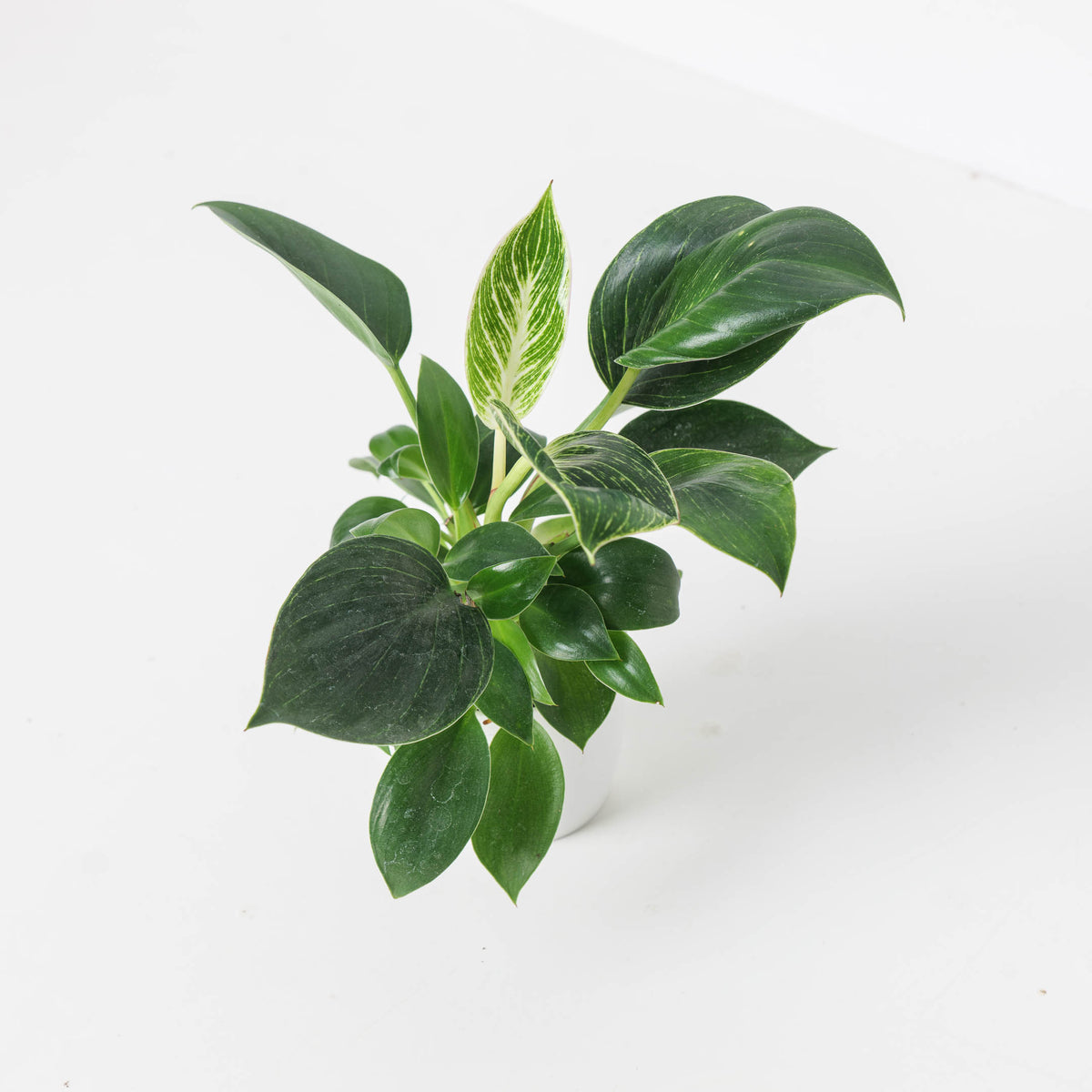 Philodendron Birkin - House of Kojo
