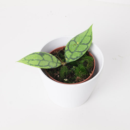 Hoya callistophylla 'Black Cat' - House of Kojo