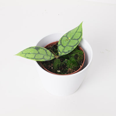 Hoya callistophylla 'Black Cat' - House of Kojo