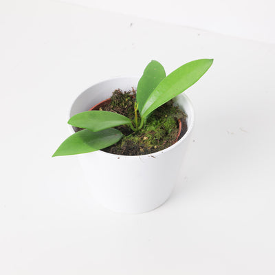 Hoya Publicalyx ‘Black Dragon’