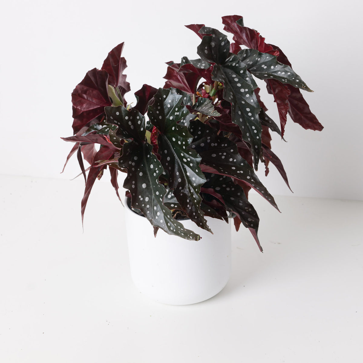 Begonia 'Black Forest' - House of Kojo