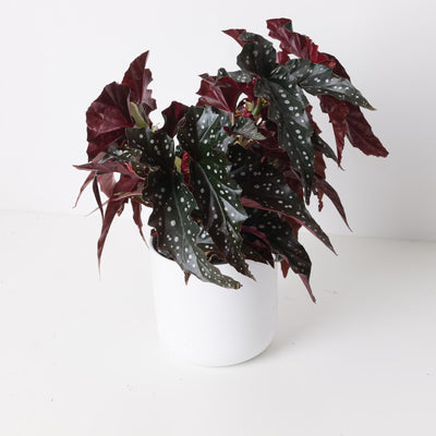 Begonia 'Black Forest' - House of Kojo