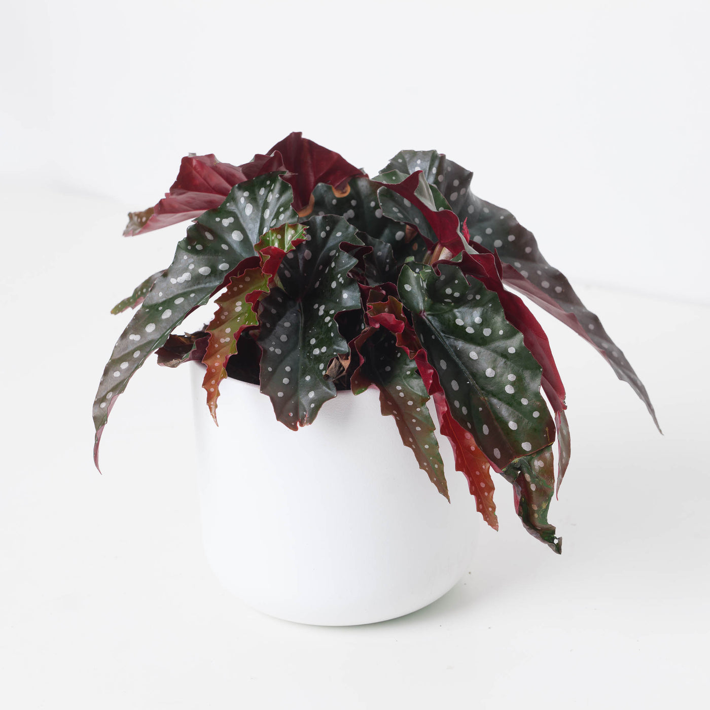 Begonia 'Black Forest' - House of Kojo