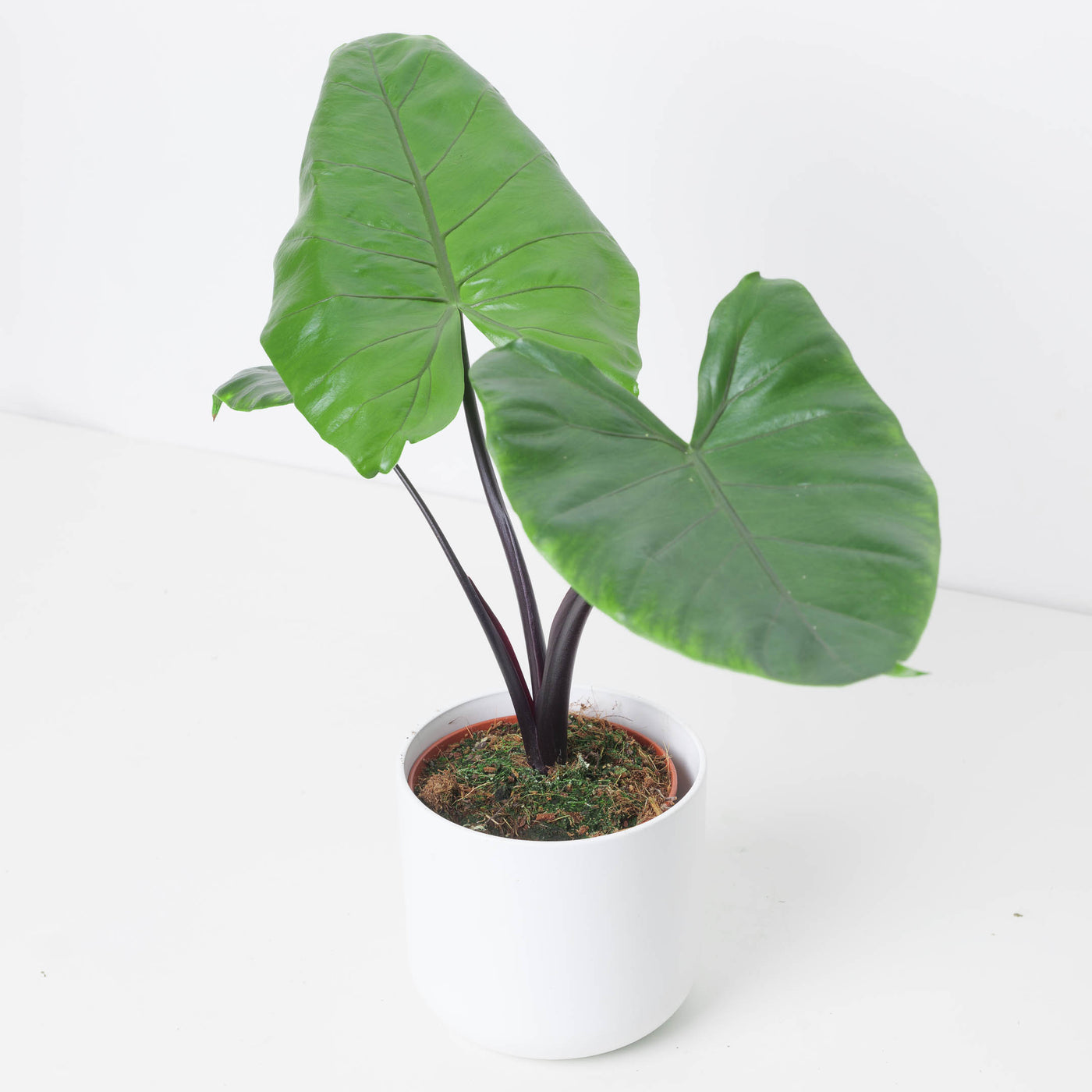 Alocasia Black Stem - House of Kojo