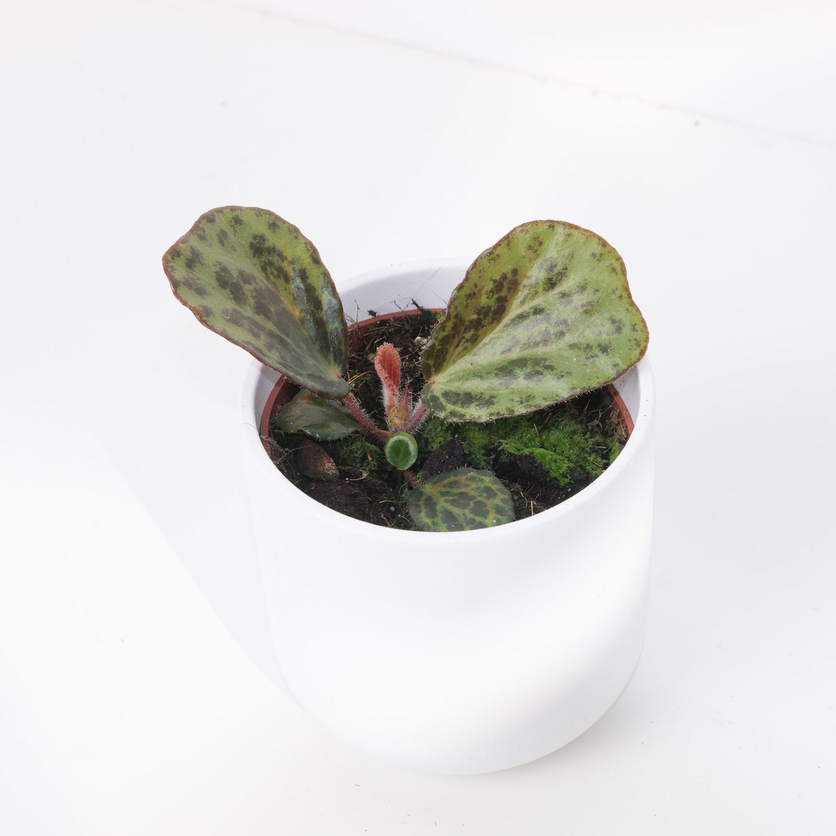 Begonia Blancii 'Mottled' - House of Kojo