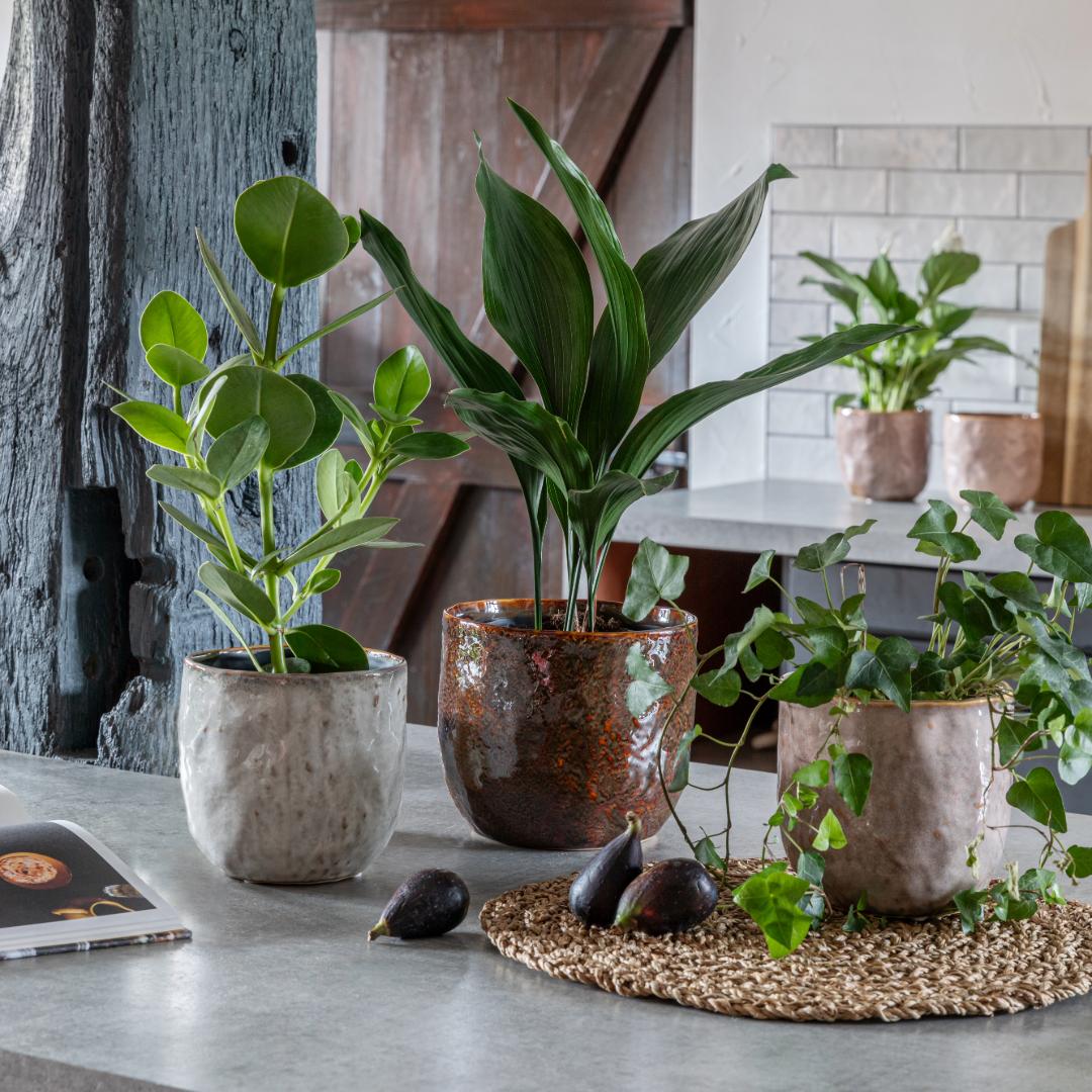 Brooke Rustic Glazed Pot - Blush - House of Kojo