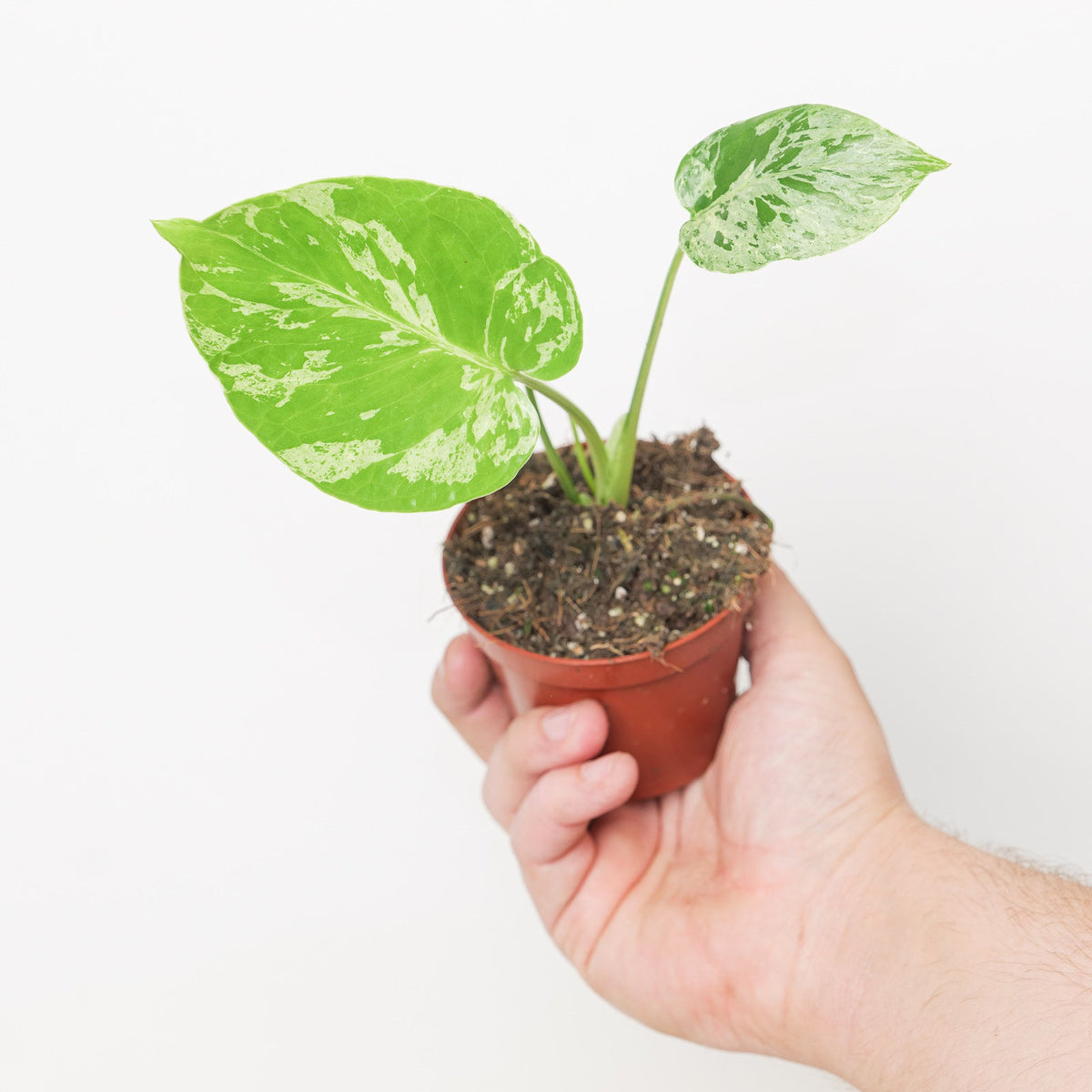 Monstera deliciosa 'Bulbasaur' - House of Kojo