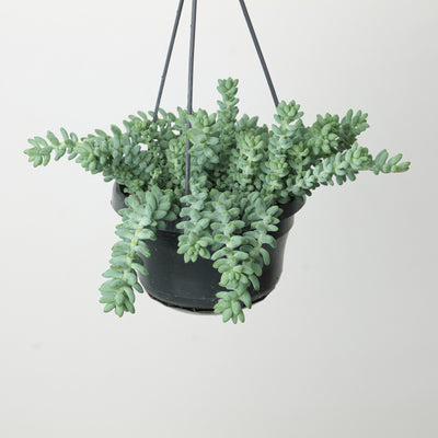 Sedum morganianum 'Burrito' | Donkey's Tail - House of Kojo