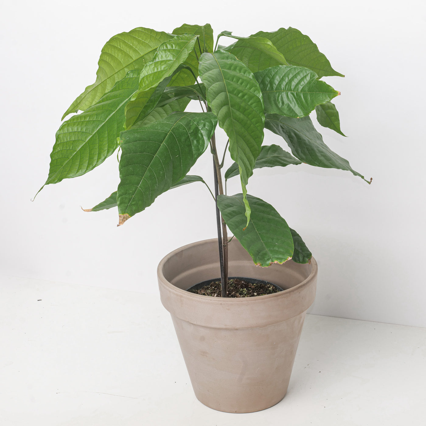 Theobroma cacao | Cacao Tree - House of Kojo