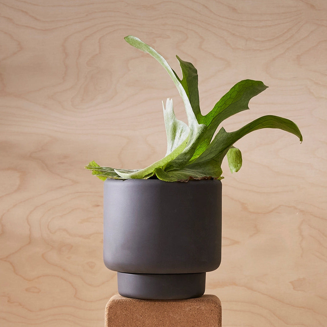 Aaron Probyn Botany Pot Medium - Black - House of Kojo