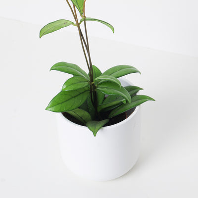 Hoya crassipetiolata - House of Kojo