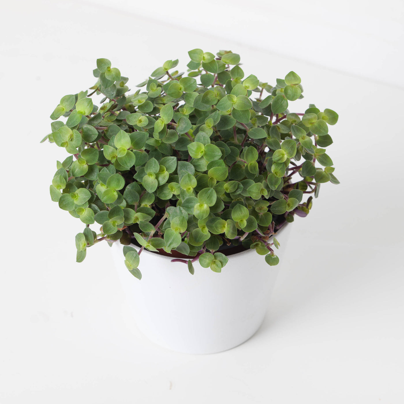 creeping inch plant indoor or outdoor Callisia Repens 'Turtle' | Creeping Inch Plant