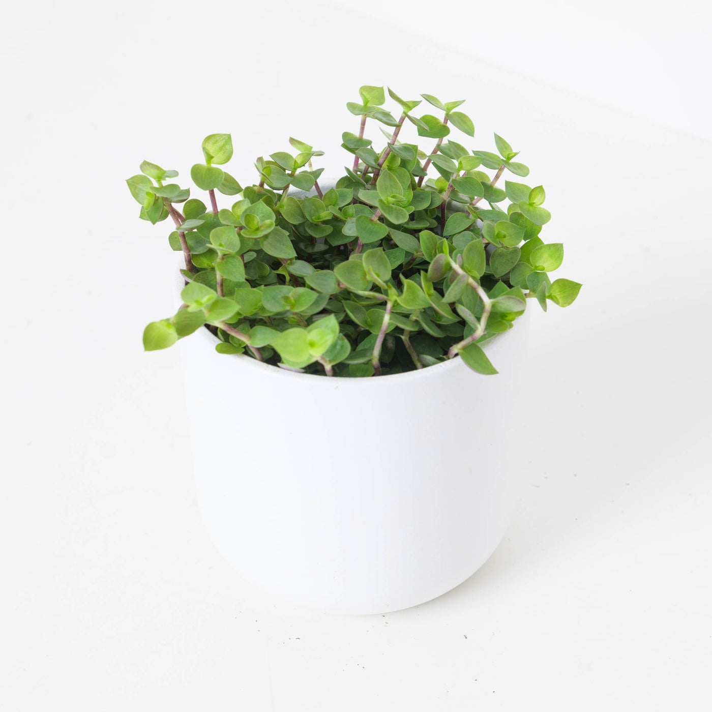 Callisia Repens 'Turtle' | Creeping Inch Plant - House of Kojo