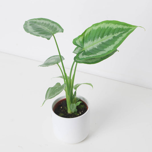 Schismatoglottis calyptrata - House of Kojo
