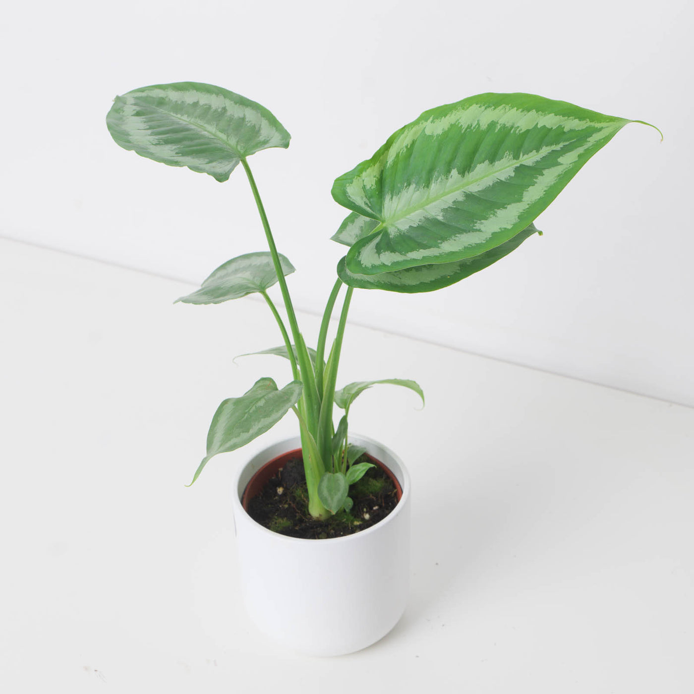 Schismatoglottis calyptrata - House of Kojo