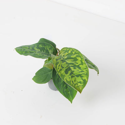 Adelonema Wallisii Camoflouge - House of Kojo