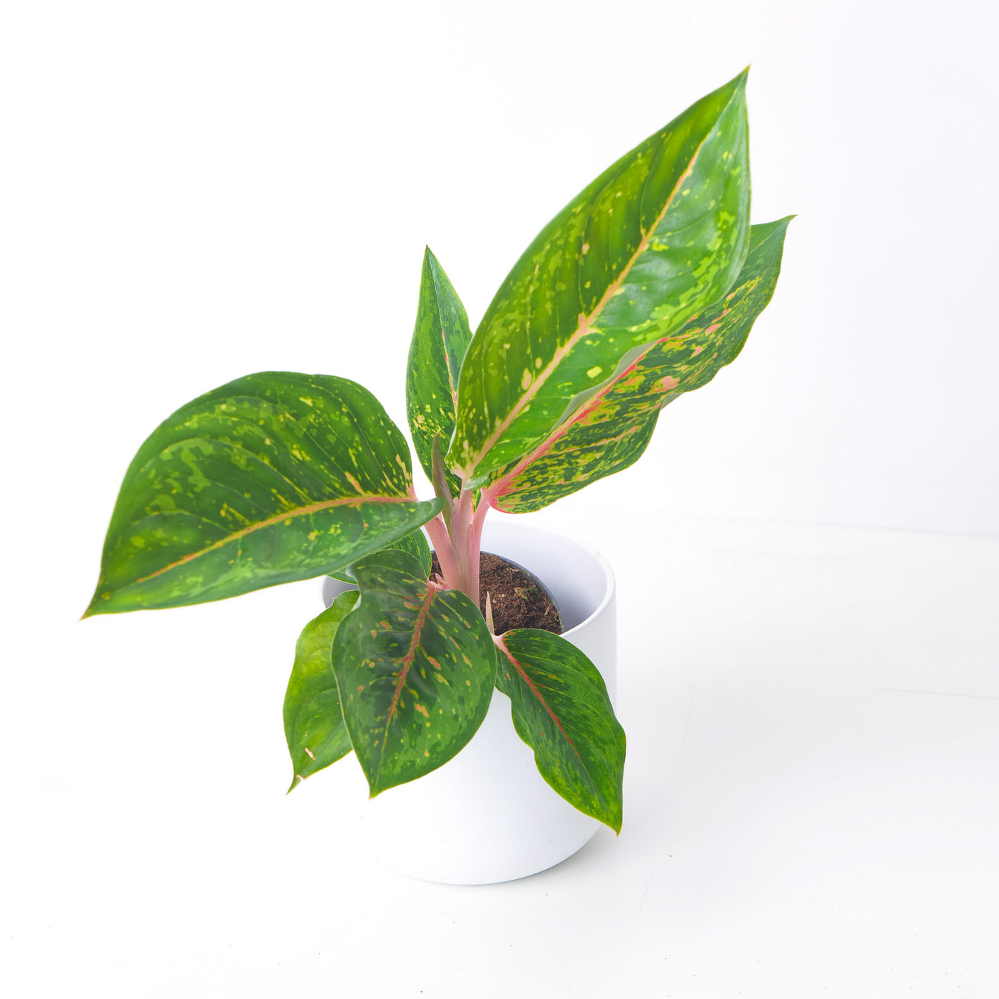 Aglaonema Camo Rubina - House of Kojo