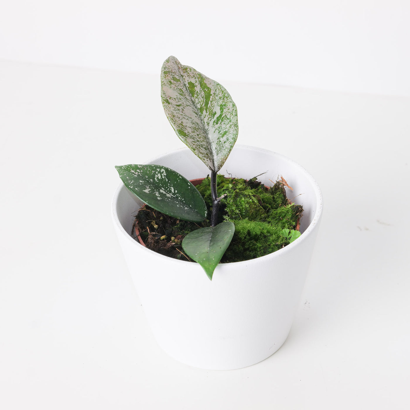 Hoya carnosa 'Stardust' - House of Kojo