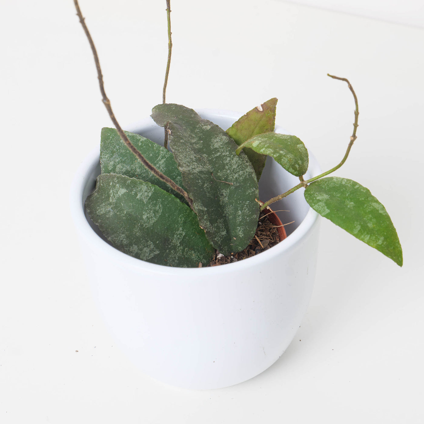 Hoya Caudata Sumatra - House of Kojo
