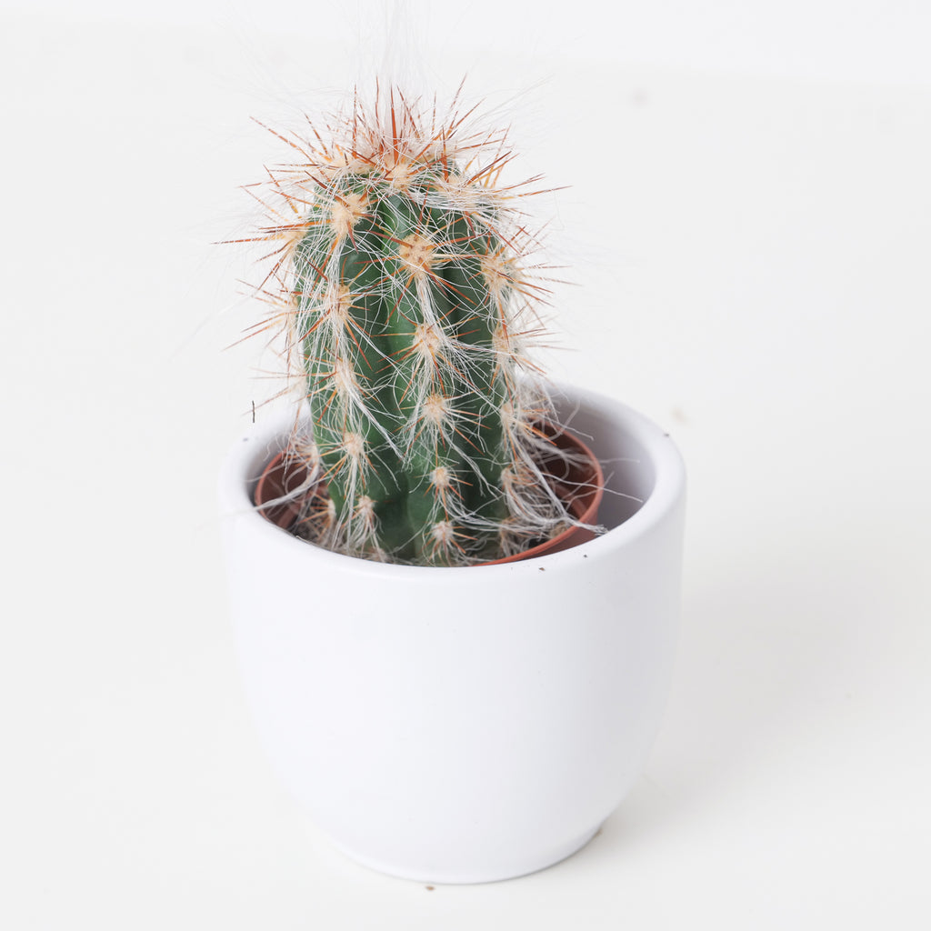Oreocereus celsianus | Indoor Plants and Accessories – House
